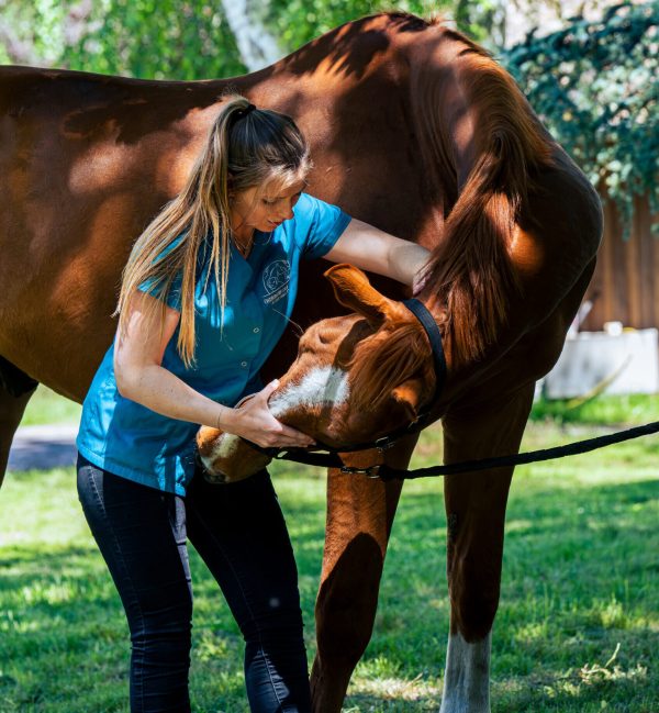 pratique cervicale cheval